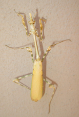 Empusa binotata