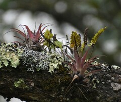 Tillandsia capitata
