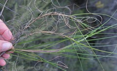 Pentameris curvifolia