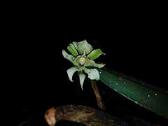 Prosthechea chimborazoensis