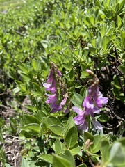 Hedysarum occidentale