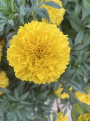 Tagetes erecta