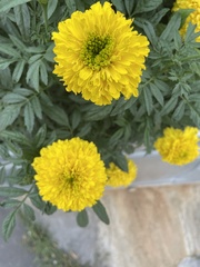 Tagetes erecta
