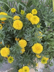 Tagetes erecta