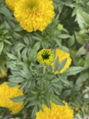 Tagetes erecta