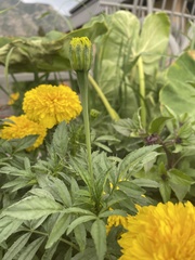 Tagetes erecta