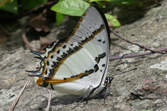 Polyura nepenthes