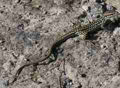 Podarcis siculus caporiaccoi