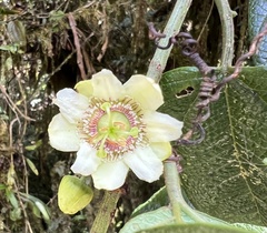 Passiflora apoda