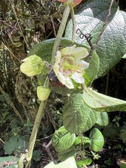 Passiflora apoda