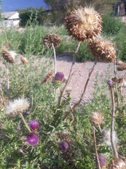 Carduus nutans