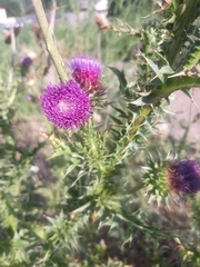 Carduus nutans