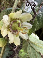 Passiflora apoda