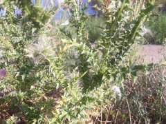 Carduus nutans