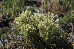 Castilleja angustifolia