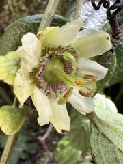 Passiflora apoda