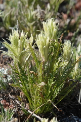 Castilleja angustifolia