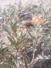 Sphaeralcea angustifolia