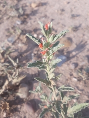 Sphaeralcea angustifolia