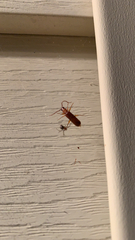 Smodicum cucujiforme