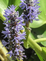 Dufourea novaeangliae