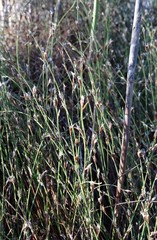 Restio longiaristatus