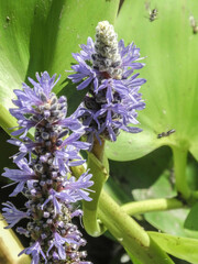 Dufourea novaeangliae