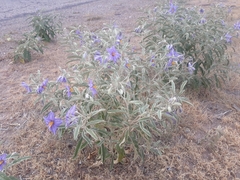 Solanum elaeagnifolium