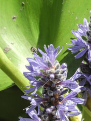 Dufourea novaeangliae