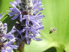 Dufourea novaeangliae