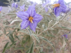 Solanum elaeagnifolium