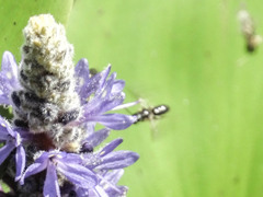 Dufourea novaeangliae