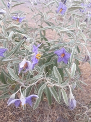 Solanum elaeagnifolium