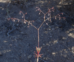 Oxytheca dendroidea
