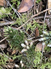 Baccharis tricuneata