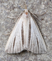 Macrochilo bivittata