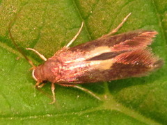 Wegneria cerodelta