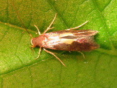 Wegneria cerodelta