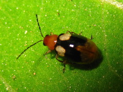 Monolepta quadriguttata