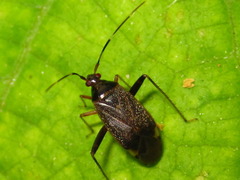 Adelphocoris triannulatus