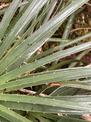 Puya lineata