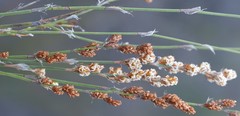 Restio tuberculatus