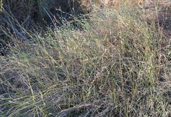 Restio longiaristatus