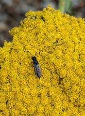 Sapygina