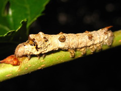 Bombyx mandarina