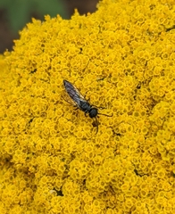 Sapygina