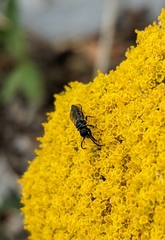 Sapygina