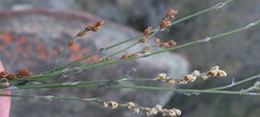 Restio tuberculatus