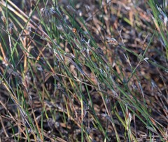 Restio longiaristatus