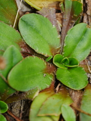 Plantago spathulata